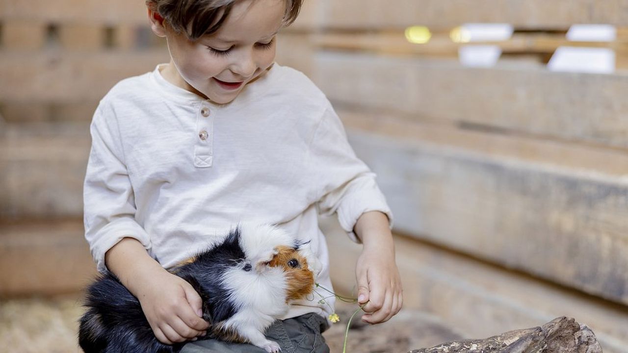 Kind mit Meerschweinchenauf dem Hof Hardthöhe Kind mit Meerschweinchenauf dem Hof Hardthöhe